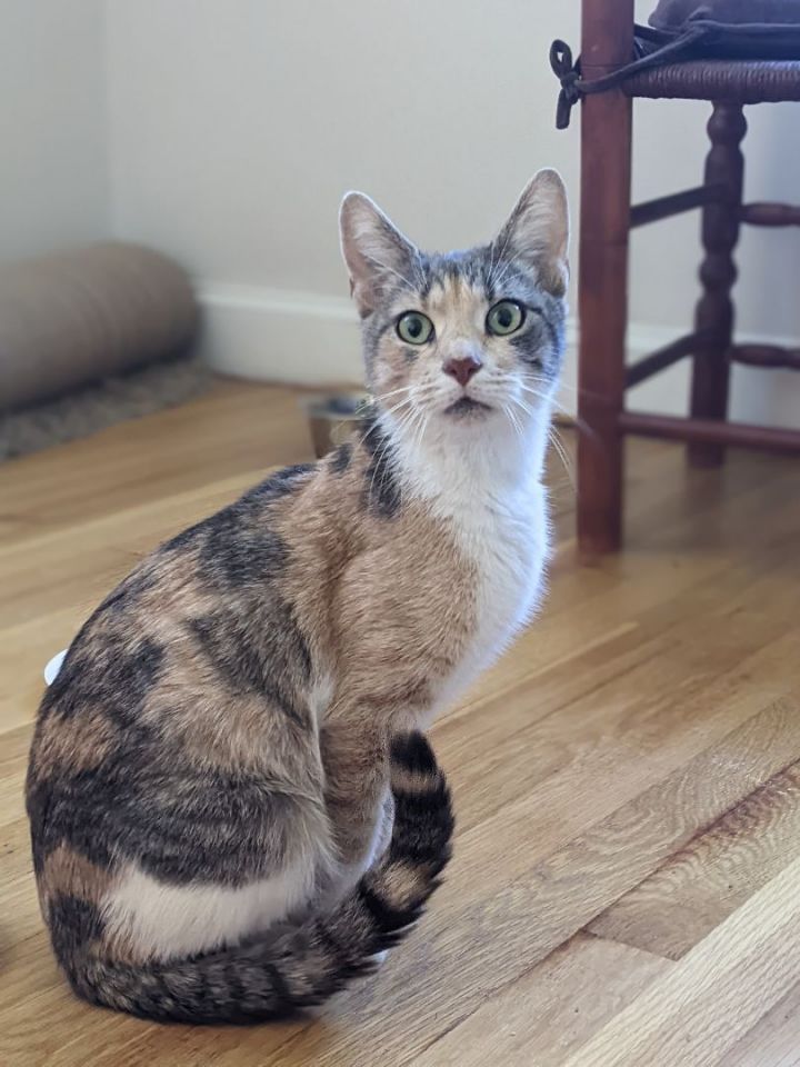 Hazel Green, an adopted Calico in Philadelphia, PA_image-1