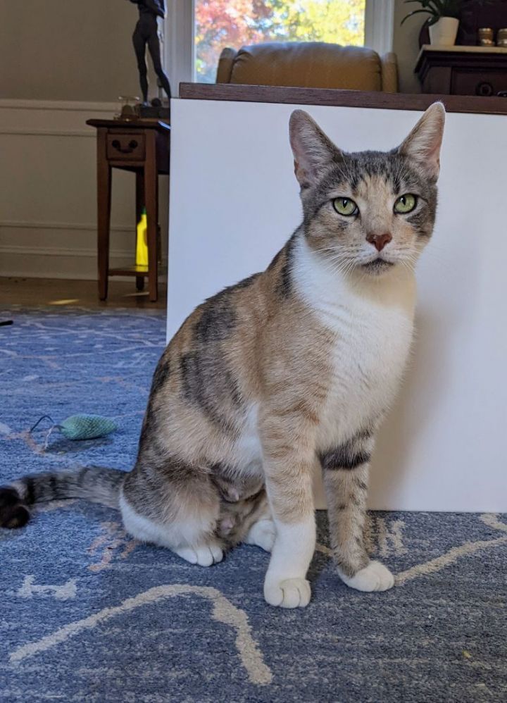 Hazel Green, an adopted Calico in Philadelphia, PA_image-2