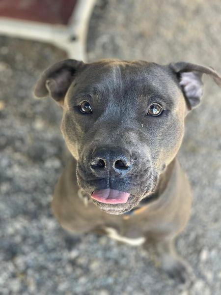 BOWSER, an adoptable Pit Bull Terrier in Prineville, OR, 97754 | Photo Image 2