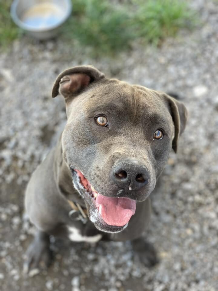 BOWSER, an adoptable Pit Bull Terrier in Prineville, OR, 97754 | Photo Image 3