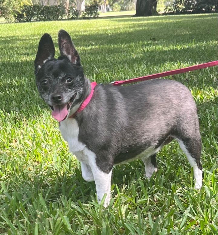 Cali, an adoptable Terrier Mix in Davie, FL_image-2