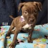Ella Puppy - Available Dec. 4th