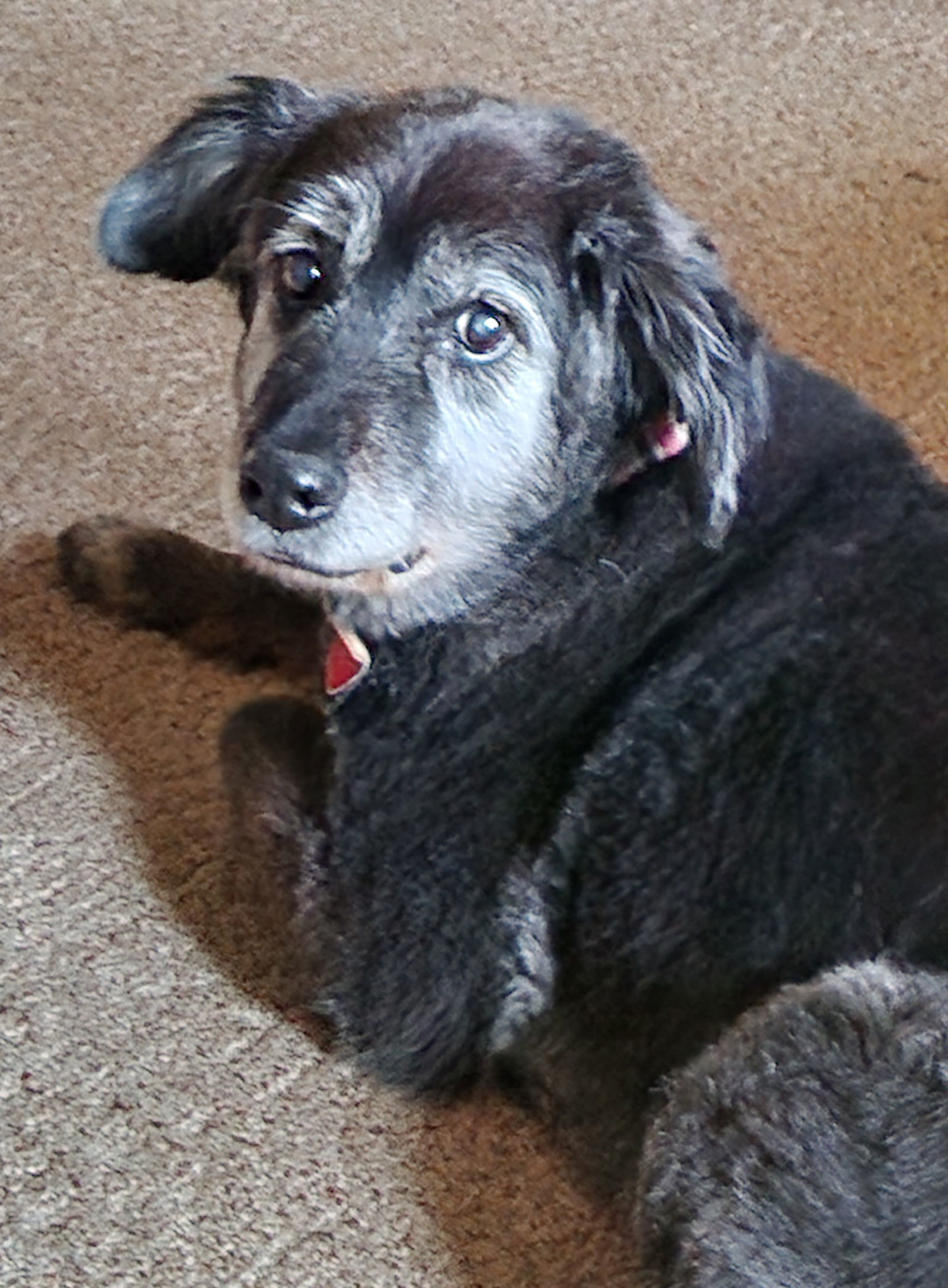 Sheila, an adoptable Newfoundland Dog in Greenville, IL, 62246 | Photo Image 1