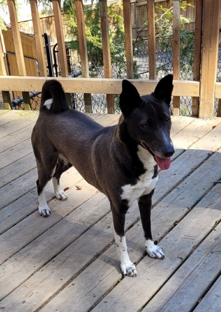 can canaan dog be black