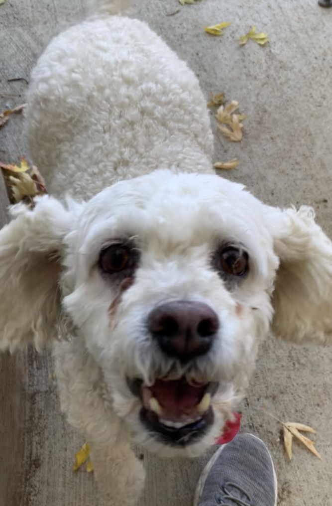 can a 10 year old poodle have puppies