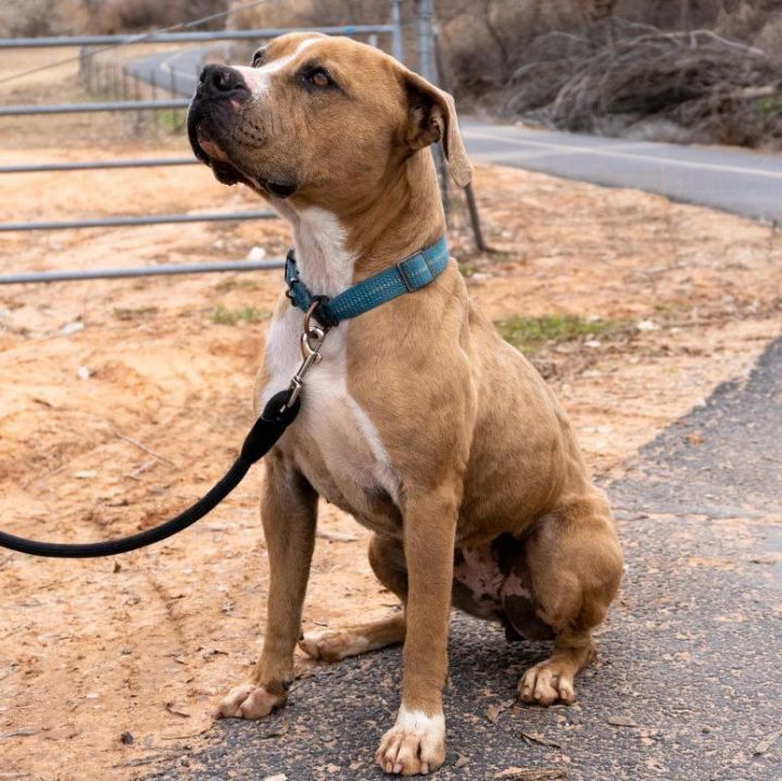 Nala, an adoptable Pit Bull Terrier in Washington, UT_image-2