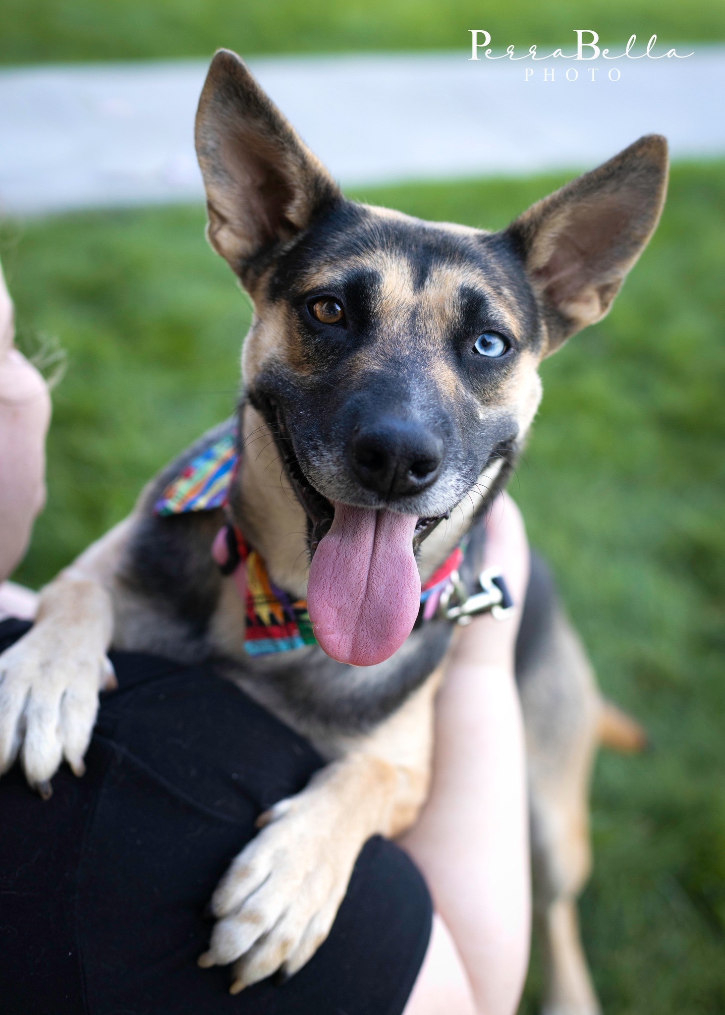 Indigo, an adoptable German Shepherd Dog in West Richland, WA, 99353 | Photo Image 1