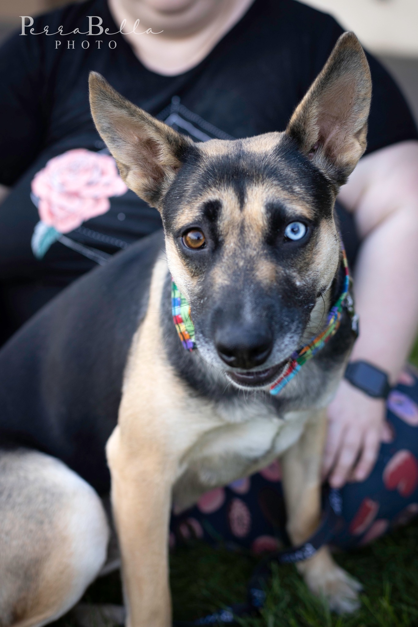 Indigo, an adoptable German Shepherd Dog in West Richland, WA, 99353 | Photo Image 2