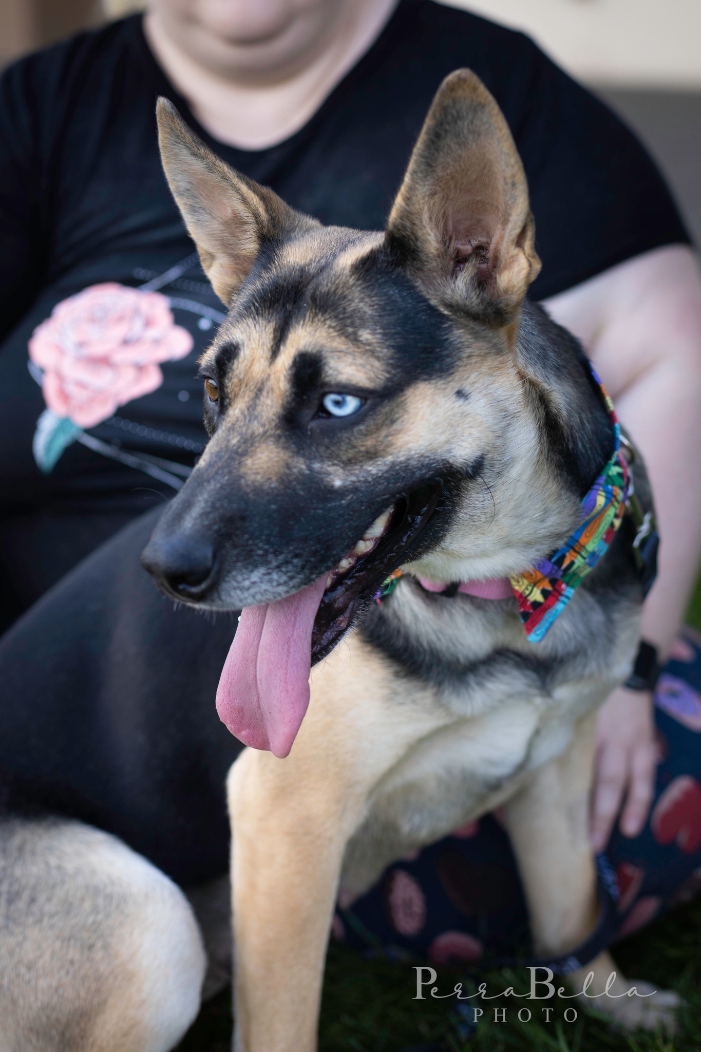 Indigo, an adoptable German Shepherd Dog in West Richland, WA, 99353 | Photo Image 3