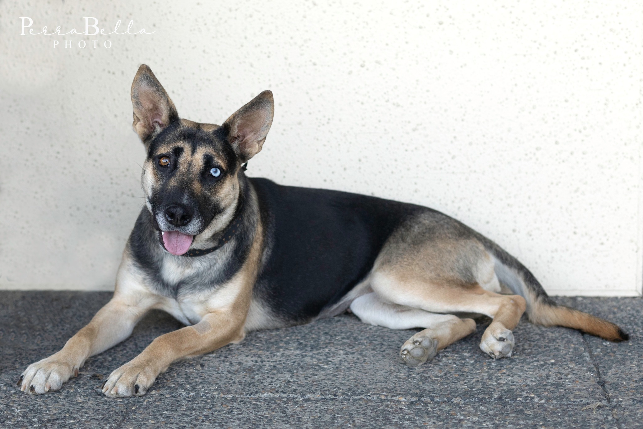 Indigo, an adoptable German Shepherd Dog in West Richland, WA, 99353 | Photo Image 4