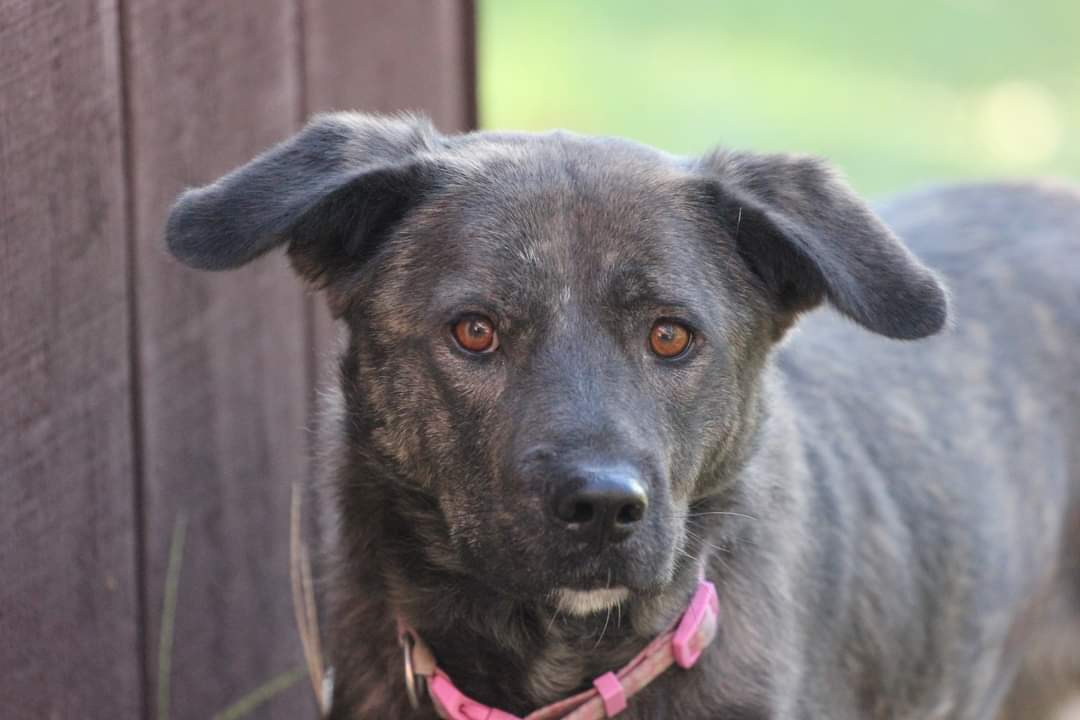 Bannon D5686, an adoptable Collie, Shepherd in minneapolis, MN, 55417 | Photo Image 1