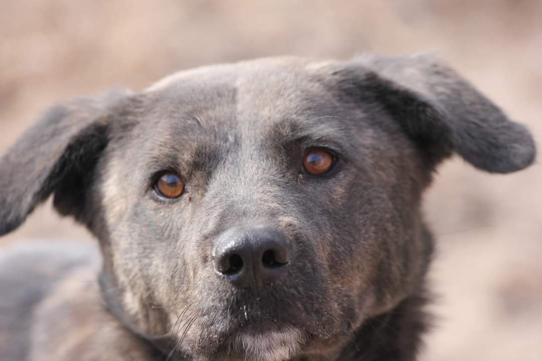 Bannon D5686, an adoptable Collie, Shepherd in minneapolis, MN, 55417 | Photo Image 2