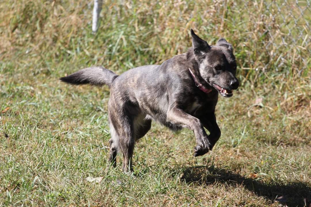 Bannon D5686, an adoptable Collie, Shepherd in minneapolis, MN, 55417 | Photo Image 2