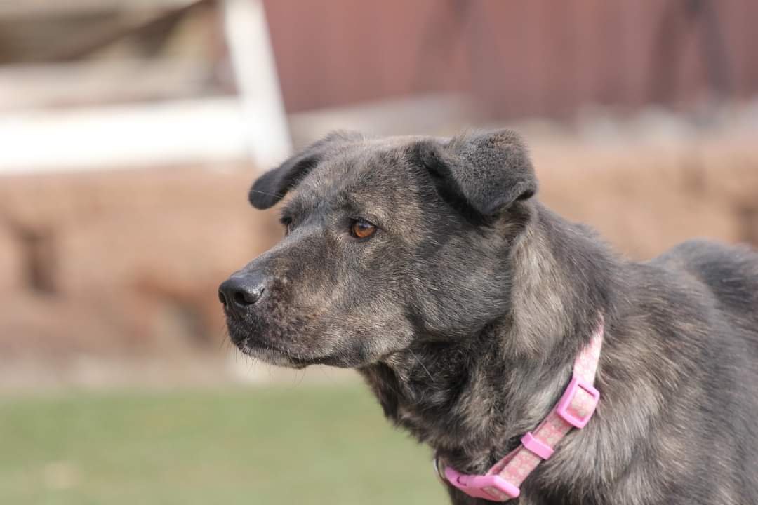 Bannon D5686, an adoptable Collie, Shepherd in minneapolis, MN, 55417 | Photo Image 3