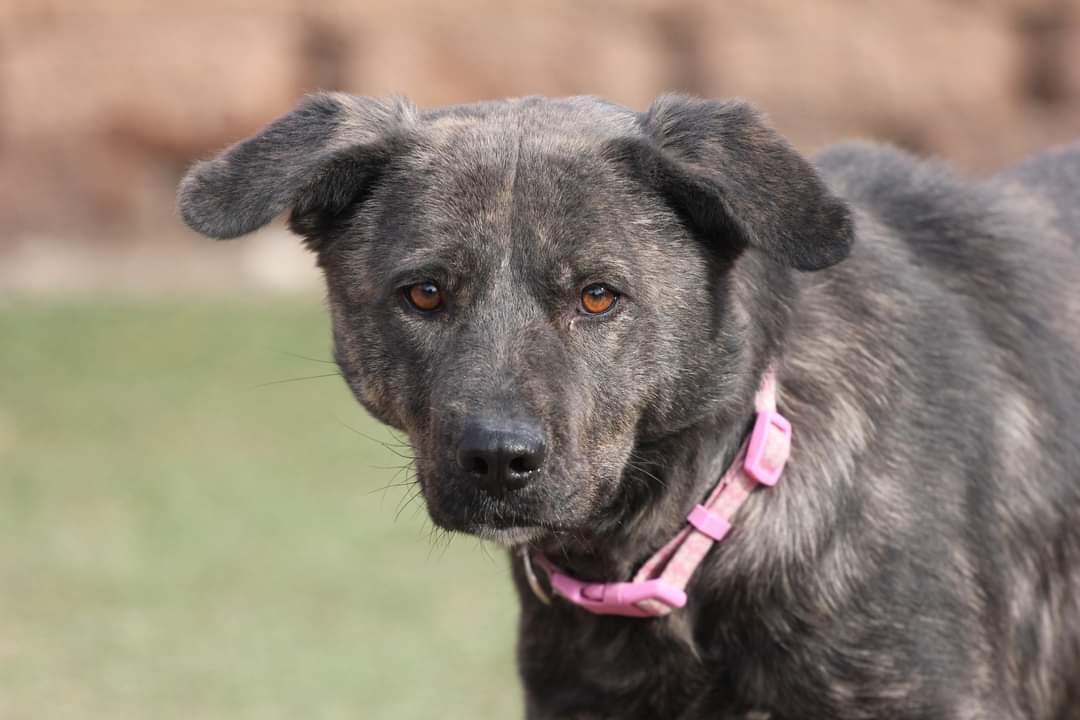 Bannon D5686, an adoptable Collie, Shepherd in minneapolis, MN, 55417 | Photo Image 3