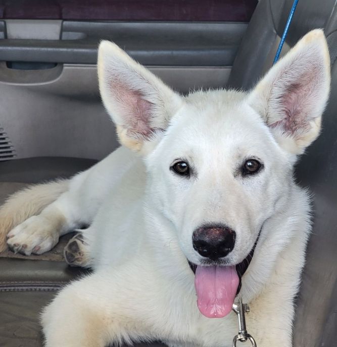 Dog for adoption Ramen , a White German Shepherd Husky Mix in San Juan Bautista, CA | Petfinder