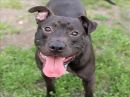 BANDIT's profile on Petfinder.com