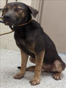 TRAEGER's profile on Petfinder.com