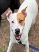 KRISSY's profile on Petfinder.com