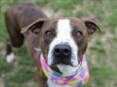 LAYCAN's profile on Petfinder.com