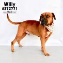 WILLY's profile on Petfinder.com