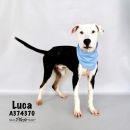 LUCA's profile on Petfinder.com