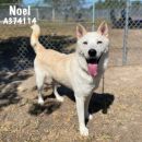 NOEL's profile on Petfinder.com