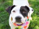 HAZEL's profile on Petfinder.com