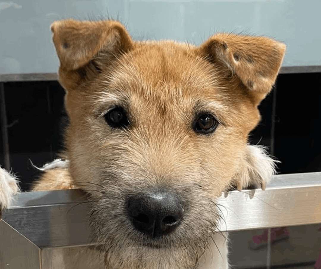 Dog for adoption - Tammy, a Jindo & Terrier Mix in San Francisco, CA ...