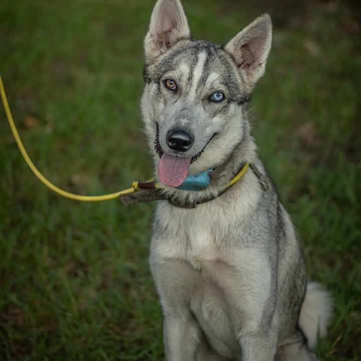 Dog for adoption Zion (Courtesy Post), a Siberian Husky Mix in Lacey, WA | Petfinder