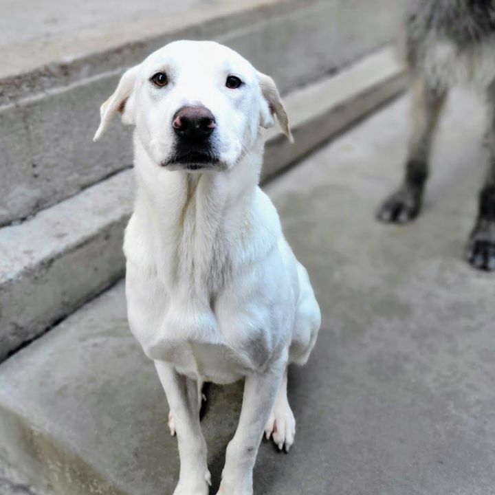 Petey (ADOPTED!), an adopted Retriever & Great Pyrenees Mix in Chicago, IL_image-2