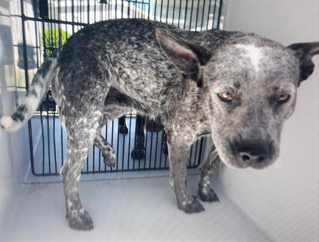 blue heeler rescue houston