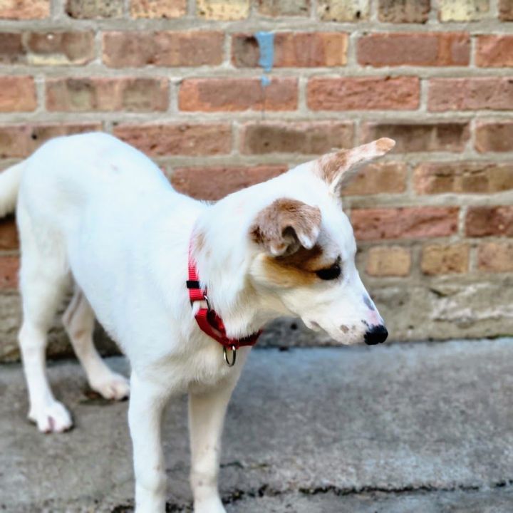 Dot, an adoptable Collie & Shepherd Mix in Chicago, IL_image-5