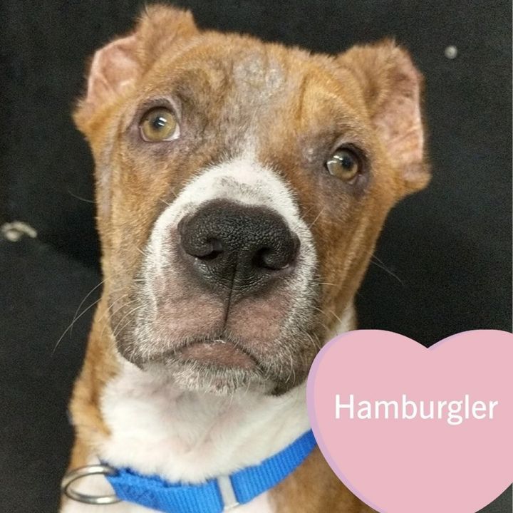 Hamburglar, an adoptable Pit Bull Terrier Mix in Fargo, ND_image-1