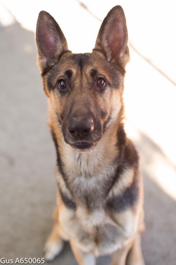 GUS, an adoptable German Shepherd Dog in Sacramento, CA_image-1