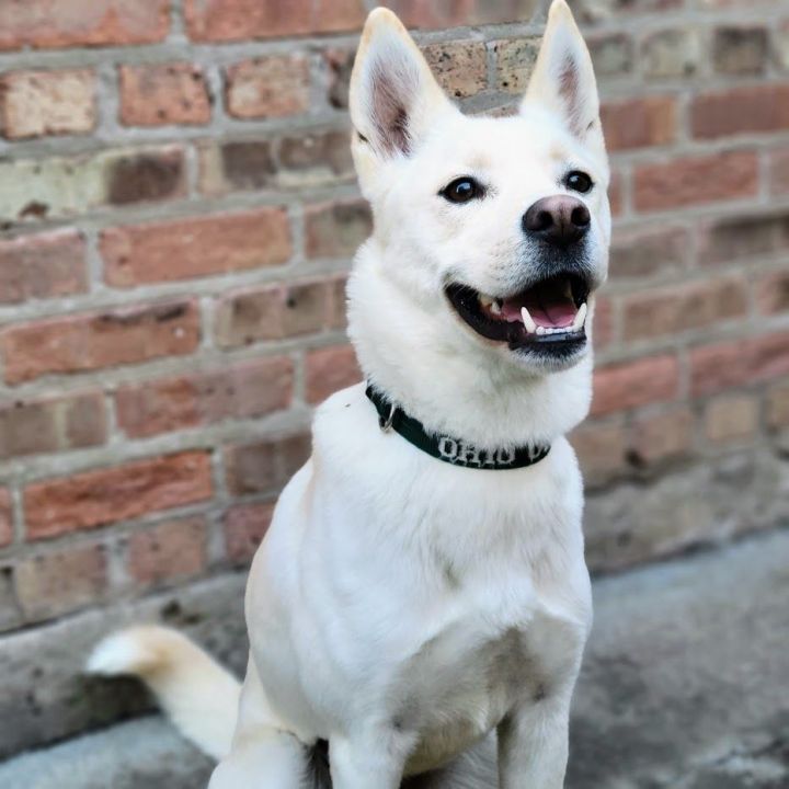 Holly, an adoptable Husky & Shiba Inu Mix in Chicago, IL_image-4