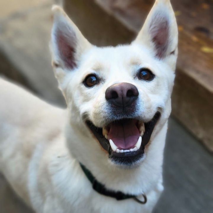 Holly, an adoptable Husky & Shiba Inu Mix in Chicago, IL_image-1