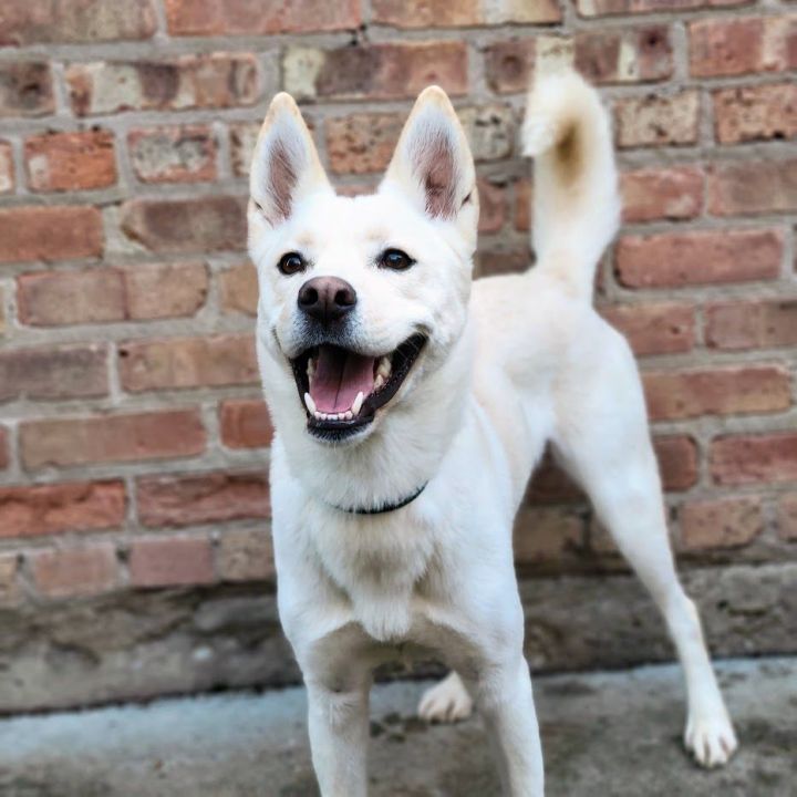 Holly, an adoptable Husky & Shiba Inu Mix in Chicago, IL_image-5