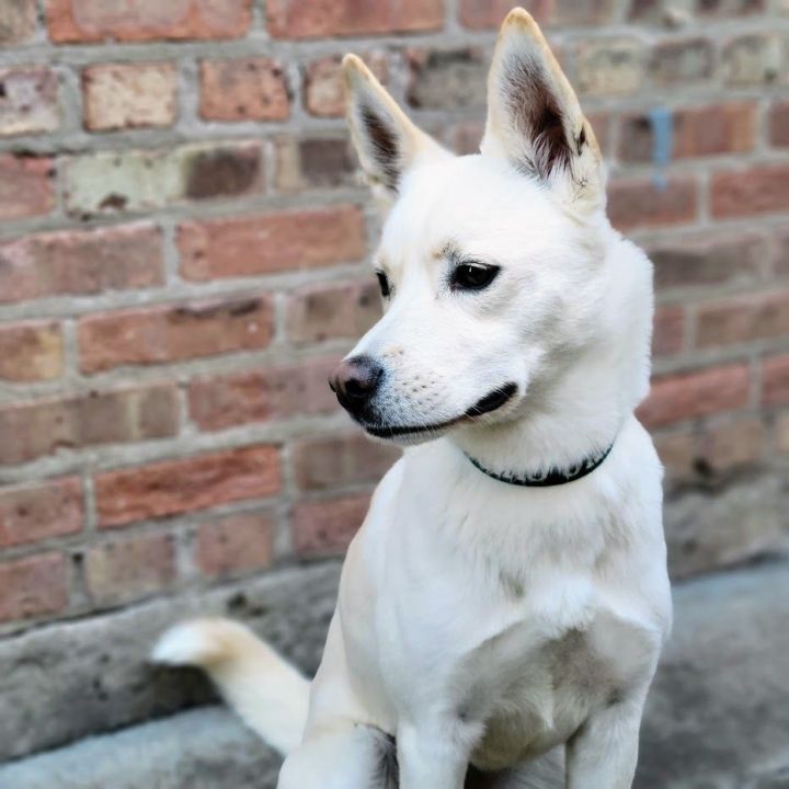 Holly, an adoptable Husky & Shiba Inu Mix in Chicago, IL_image-6