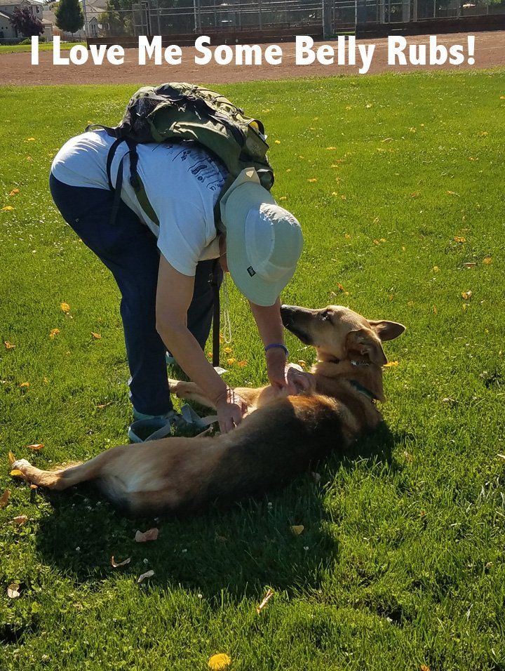 Chief, an adoptable German Shepherd Dog in Auburn, CA_image-2