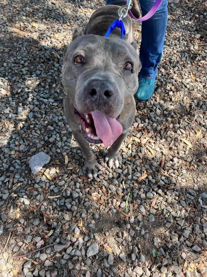 Amelia (Courtesy post), an adoptable Pit Bull Terrier Mix in Phoenix, AZ_image-1