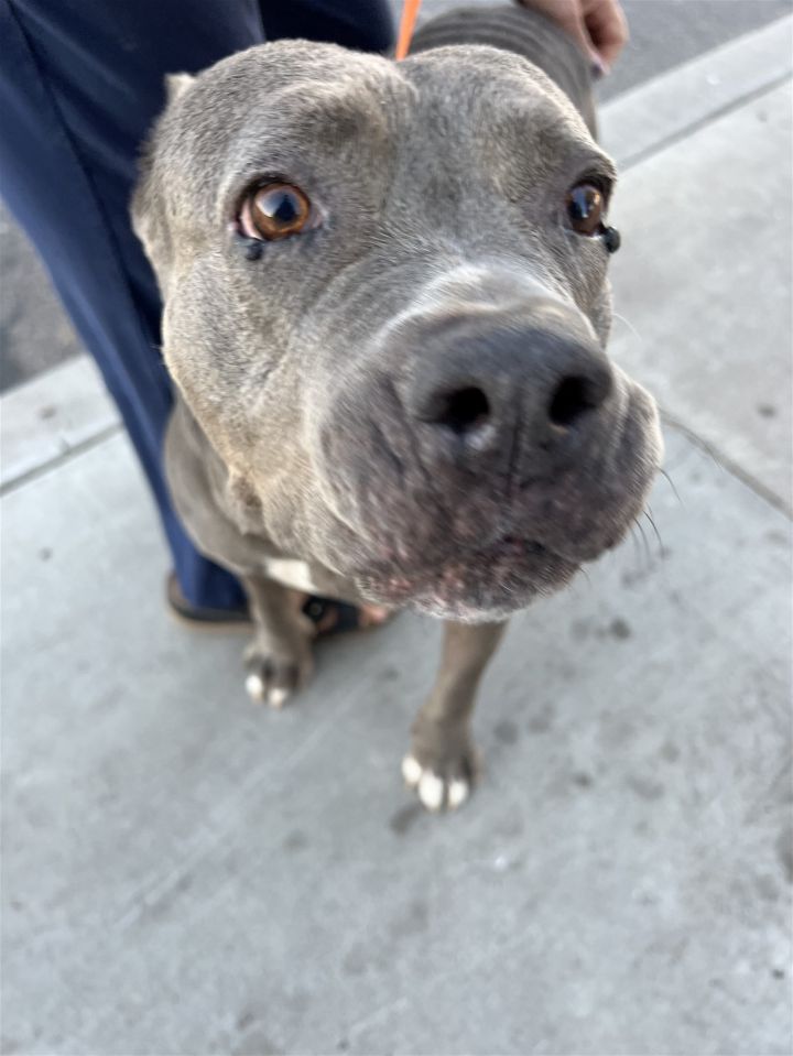 Amelia (Courtesy post), an adoptable Pit Bull Terrier Mix in Phoenix, AZ_image-2