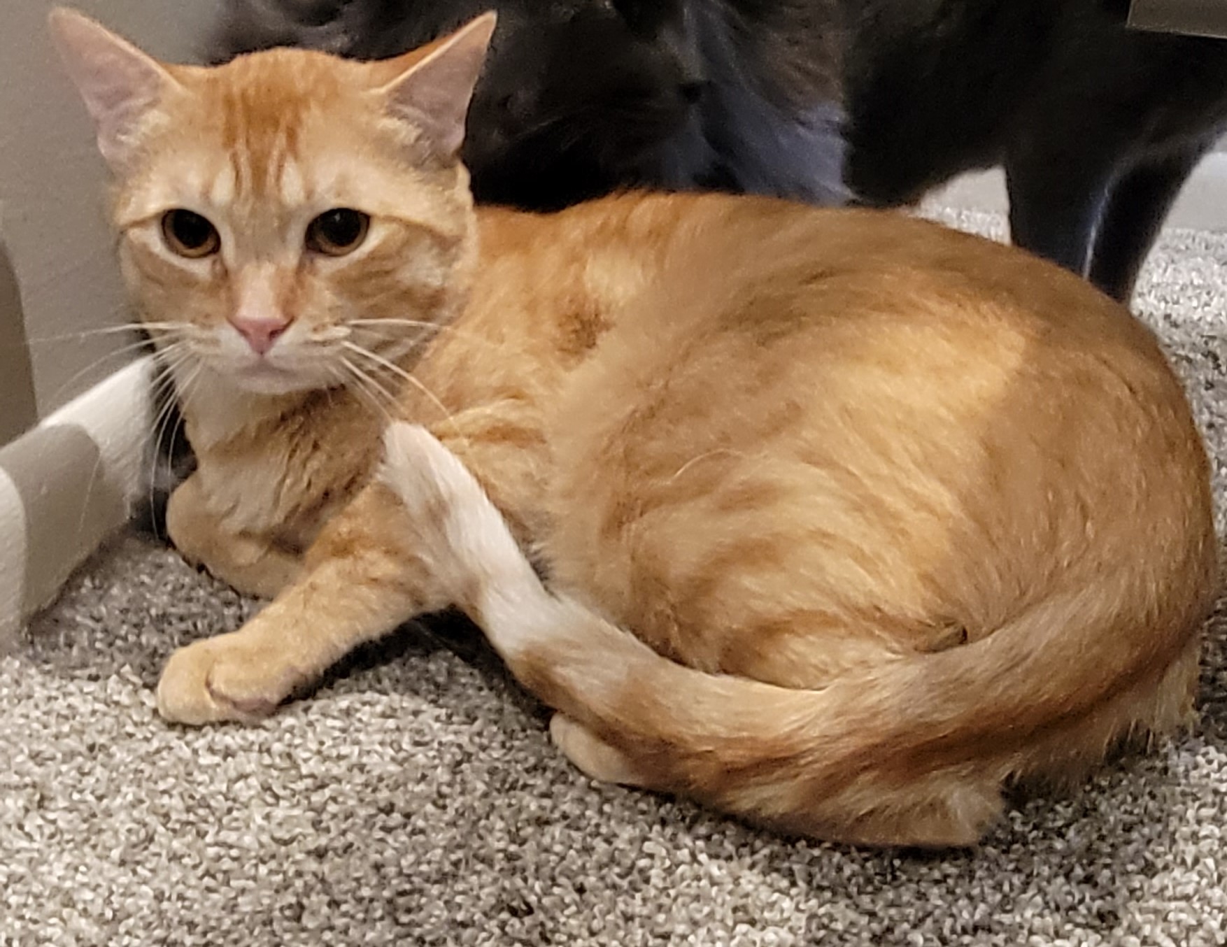 Rex, an adoptable Domestic Short Hair in Lincoln, NE, 68516 | Photo Image 1