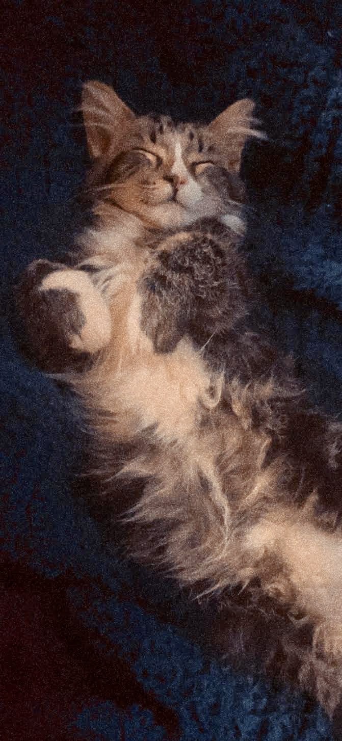 Bean 3
