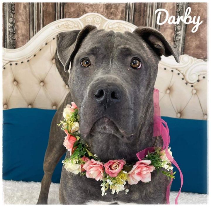 DARBY - In Foster, an adoptable Terrier & Pit Bull Terrier Mix in Flint, MI_image-2