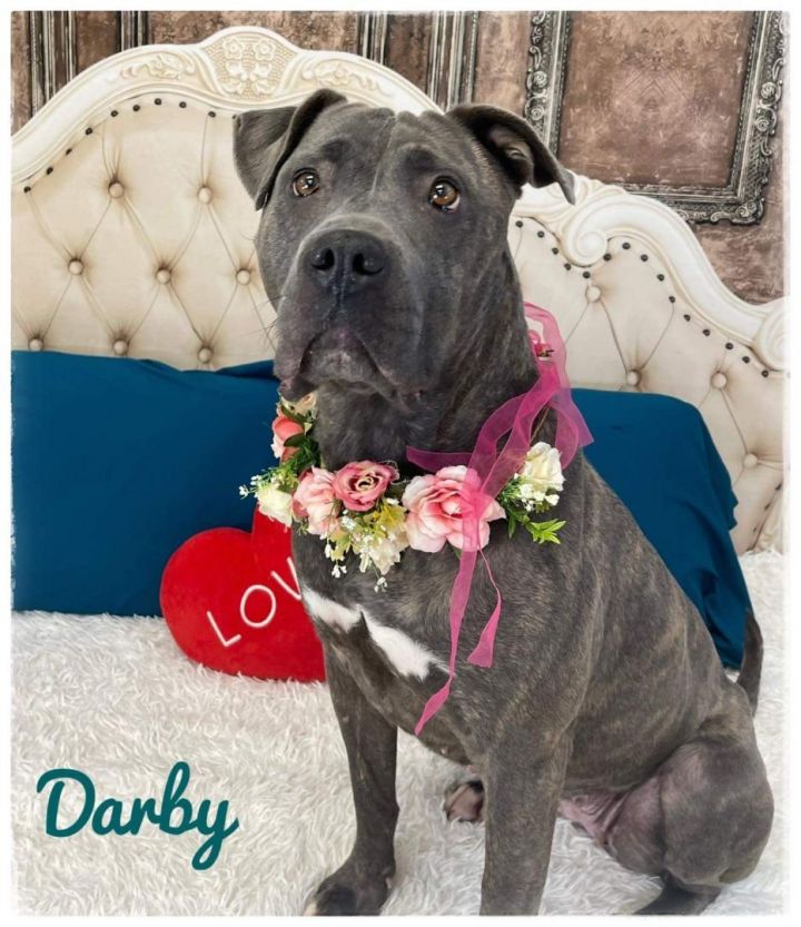 DARBY, an adoptable Terrier & Pit Bull Terrier Mix in Flint, MI_image-4