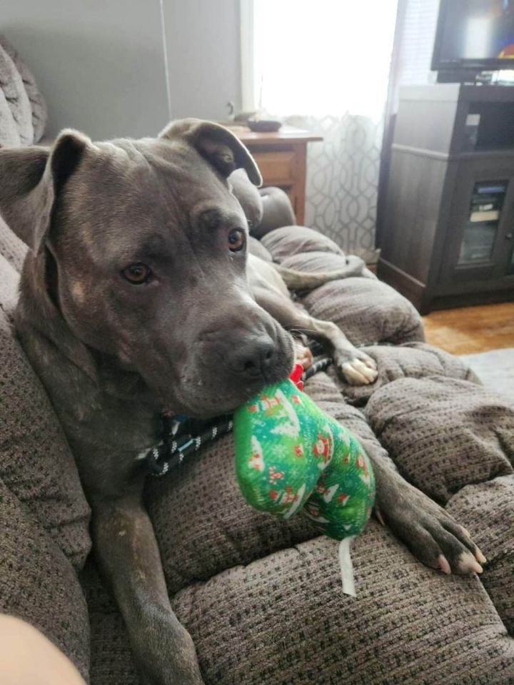 DARBY - In Foster 6