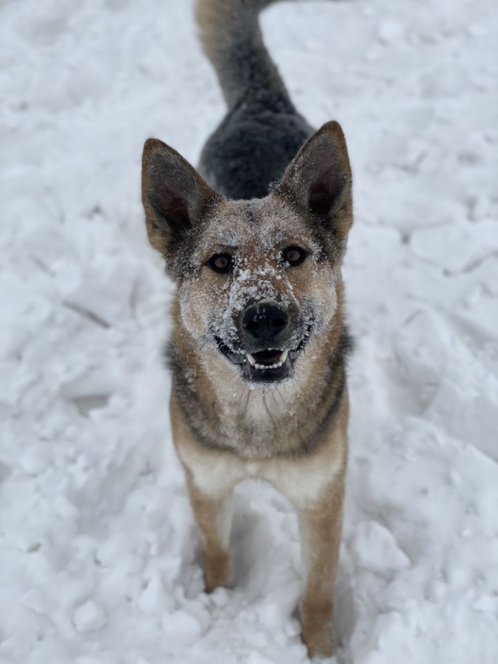 Keera, an adoptable German Shepherd Dog Mix in Castle Rock, CO_image-1
