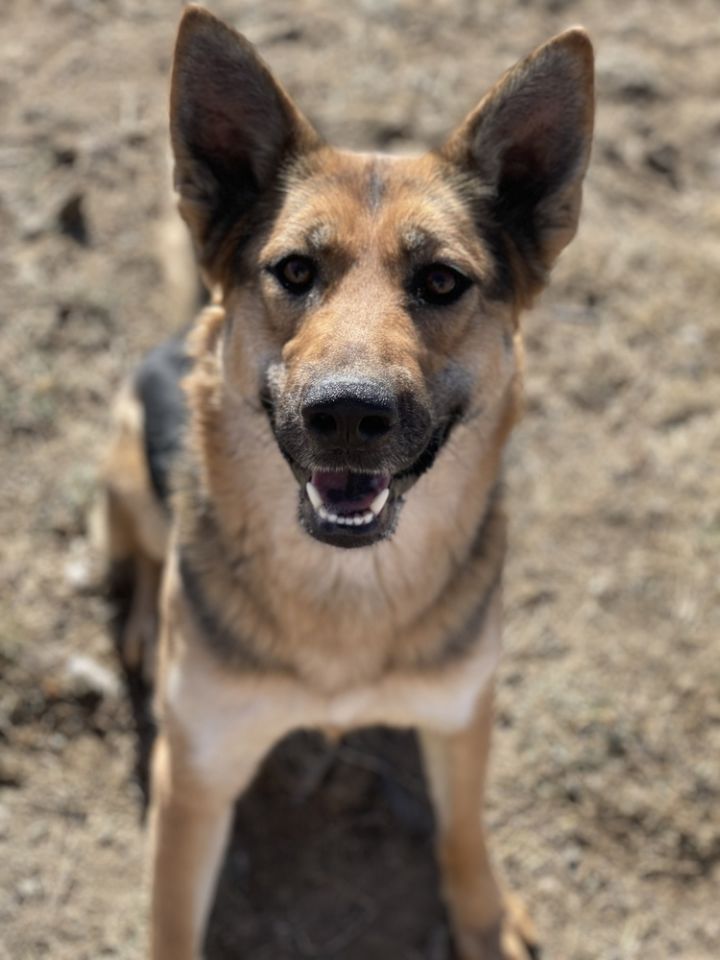 Keera, an adoptable German Shepherd Dog Mix in Castle Rock, CO_image-3
