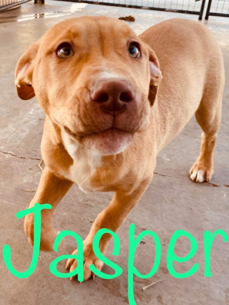 Jasper, an adoptable Pit Bull Terrier in Big Spring, TX, 79720 | Photo Image 2